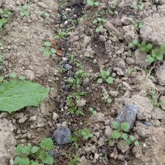 雑草と競争しながら育っているカモマイル・ジャーマン