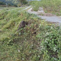 石垣が雑草で覆われてしまいました