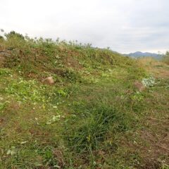 通路の草刈り作業終了