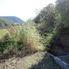 ヨモギに続く道が無い？！