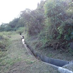 ヨモギ畑の入口まで道を確保