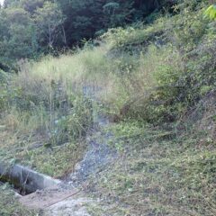 ヨモギ畑まであと少し