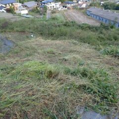 ようやくヨモギ畑まで辿り着きました