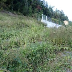 ヨモギ畑を見てみると