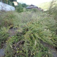 残ったヨモギが花を咲かせ終わり、沢山の種を付けていました