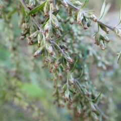 花が咲き終わったヨモギの花序