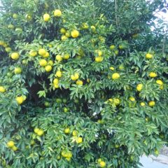 黄色いオーナメント