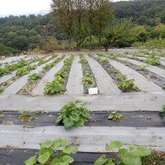 21日のブラックマロウ畑
