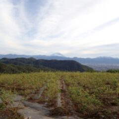 ローズ畑から冠雪した富士山が見えました