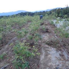 この草を畑の外に運び出すのも一苦労