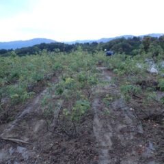 ローズの株元までスッキリ、奇麗になったローズ畑