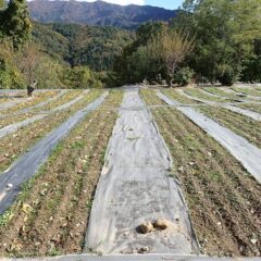 カモマイル・ジャーマン畑