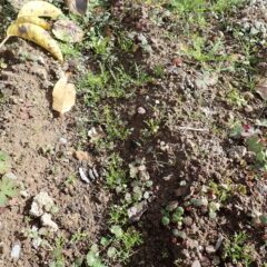 発芽した苗は順調に育っています