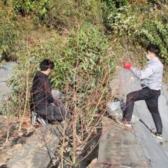 霜が降りる前に収穫作業をしました