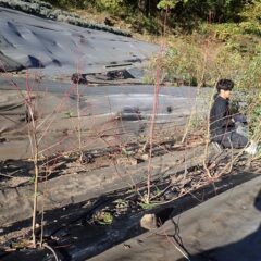 蒸留に使う葉の部分だけを収穫しています