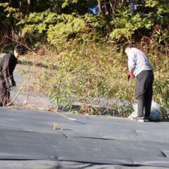 ユーカリ・レモンの収穫作業中