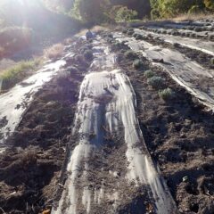 ラベンダー畑では除草作業中