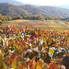 葡萄の紅葉
