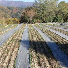 カモマイル・ジャーマン畑