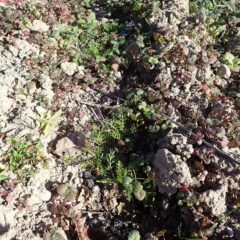 発芽した苗は雑草が目立ってきたものの順調に育っています