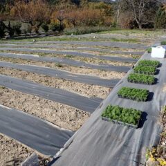 こちらの畑にはカモマイル・ジャーマンの苗を定植します