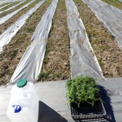 カモマイル・ジャーマンの苗は既に大きく育っています