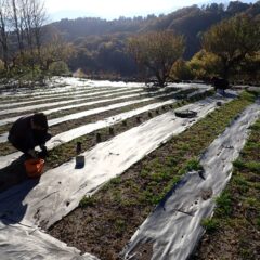 等間隔で畑に植えて行きます