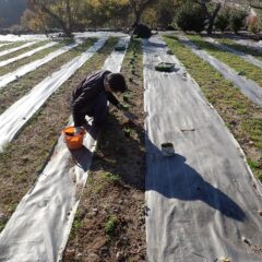 ひとつひとつ丁寧に植えて行きます