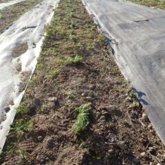 定植されたカモマイル・ジャーマンの苗