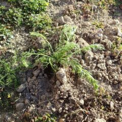 11月17日に定植したカモマイル・ジャーマンの苗