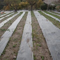 定植作業は順調に進み、苗が等間隔に並んでいます