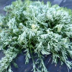 今朝もビッシリ