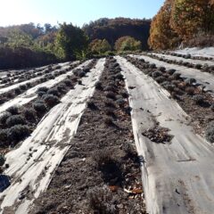 除草作業の終わったラベンダー畑