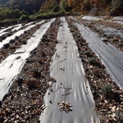 折角綺麗にしたのに落ち葉がラベンダーを埋めてしまいます