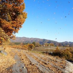 風が吹くと雑木林から枯れ葉が舞い落ちて来ます