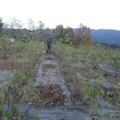 ローズ畑では除草した草の片付け作業中