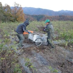 畑の外に運び出すのも重労働です