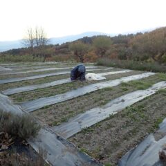 カモマイル・ジャーマン畑では大きくなってきた雑草の除草作業中