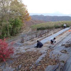 エキナセア畑では畑の整備作業中