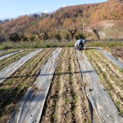 カモマイル・ジャーマン畑では除草作業中