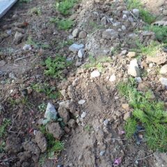 除草が終わり雑草に邪魔されることなく育つことが出来ます