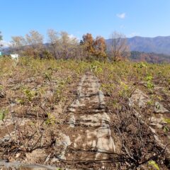 清掃作業が終わったて綺麗になったローズ畑