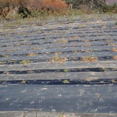 今朝のブラックマロウ畑には無数の鹿の足跡が！