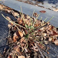 ほとんどの葉を鹿に食べられてしまいました