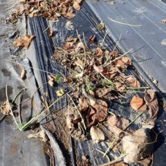 今までも一部に食べられた跡があったことはありますが畑全部が食べられてしまったのは初めてです