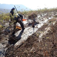 剪定作業をする前に除草した草を片付けて綺麗にしています