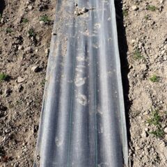 そのカモマイル・ジャーマン畑の防草シートに鹿の足跡が