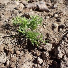 ブラックマロウを食べつくした鹿がカモマイル・ジャーマンも食べてしまいました
