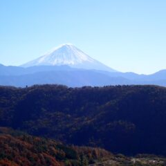農場のローズ畑には寒風が吹き荒れています