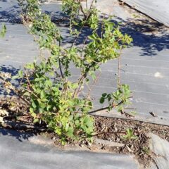 そしてブラックマロウ畑の隣にあるローズ畑の防草シートの上にも鹿の足跡が